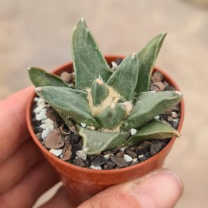 Ariocarpus retusus scapharostroides MM154 El Sabinito