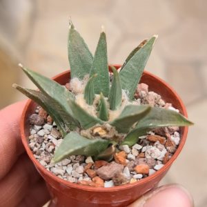 Ariocarpus trigonus horacekii Jaumave