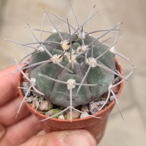 Gymnocalycium castellanosii f. bozsingianum VS19 Villa Chepes
