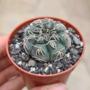 Gymnocalycium robustum Cordoba LF80 Quilino 600m
