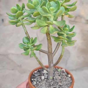 Sedum dendroideum