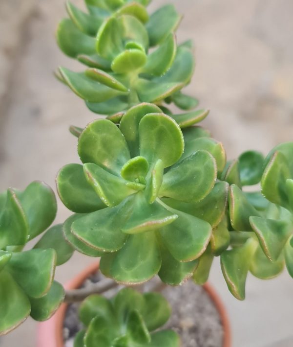 Sedum dendroideum