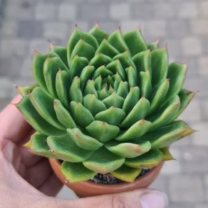 Echeveria cv. Goliath