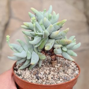 Crassula cornuta