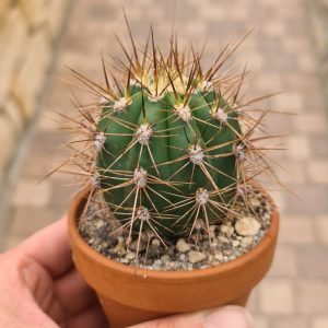 Trichocereus terscheckii