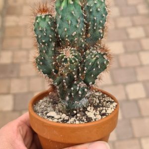 Cereus peruvianus monstrosus blue