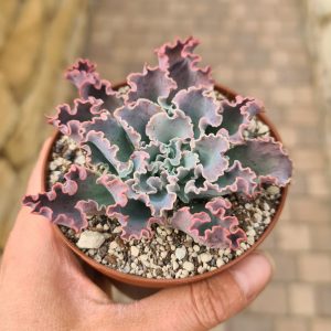 Echeveria shaviana