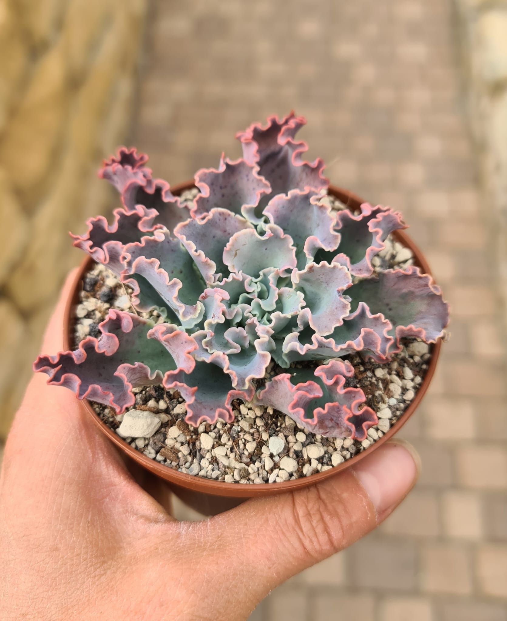 Echeveria shaviana c.v. Pink Frills