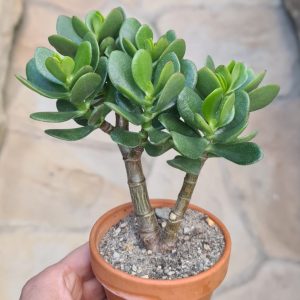 Crassula portulacea (kleinblättrig)