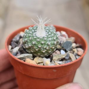 Strombocactus disciformis v. minimus VM207