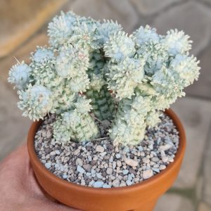 Euphorbia submammillaris variegata c.v. great white
