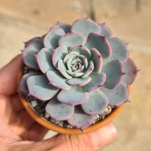 Echeveria laulensis