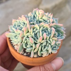 Echeveria halbingeri v. sánchez-mejoradae