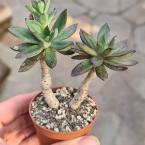 Echeveria ballsii
