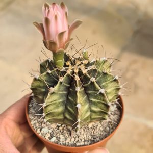 Gymnocalycium mihanovichii friedrichii