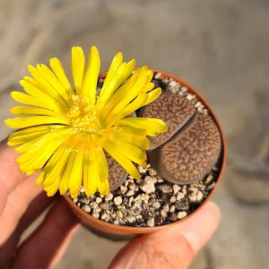 Lithops hookeri var. marginata