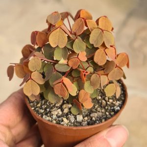 Oxalis vulcanicola 'Gold'