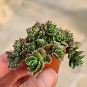 Crassula spec.