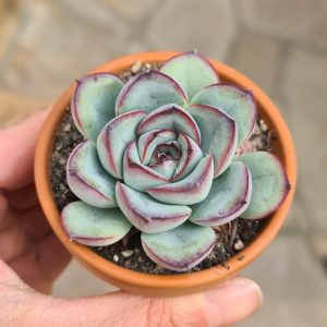 Echeveria spec.