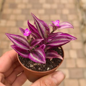 Tradescantia fluminensis