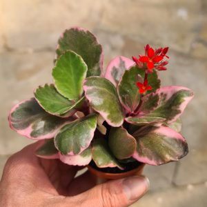 Kalanchoe blossfeldiana f. variegata