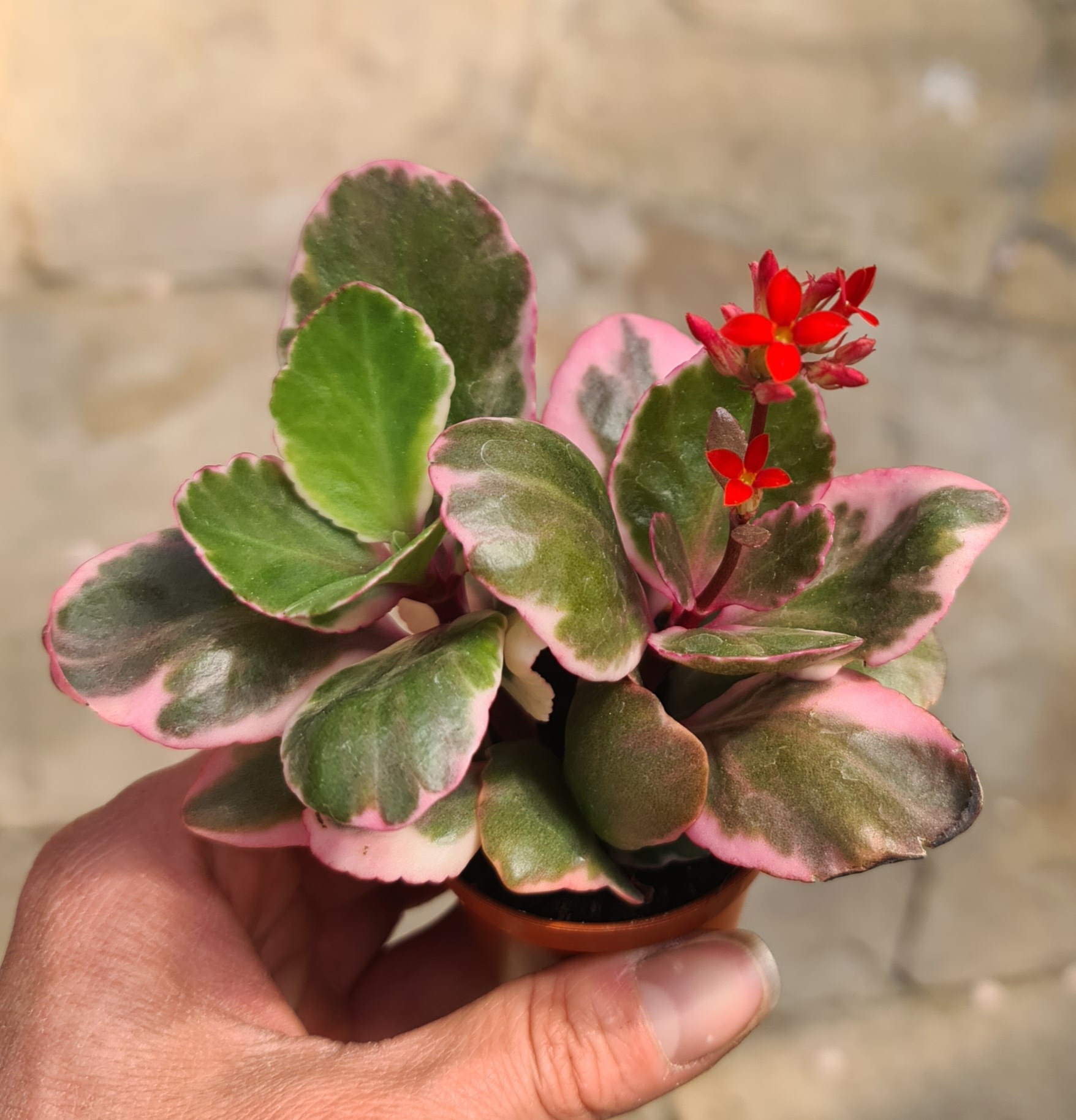 Kalanchoe blossfeldiana f. variegata - Helmut Matk Kakteenkulturen