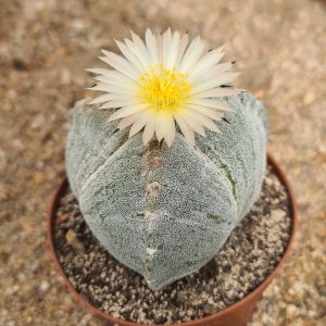Astrophytum myriostigma tricostatum