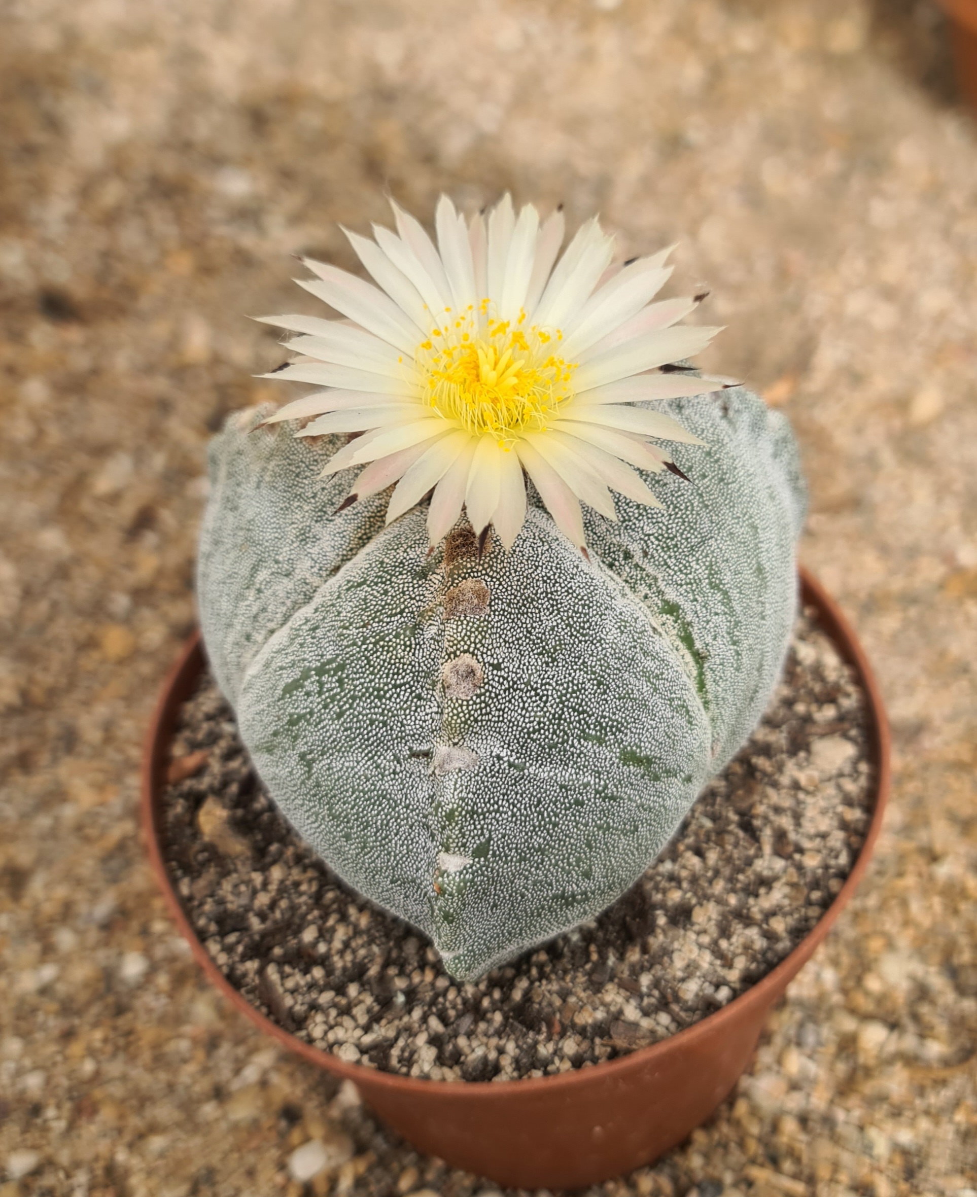 Astrophytum myriostigma tricostatum - Helmut Matk Kakteenkulturen