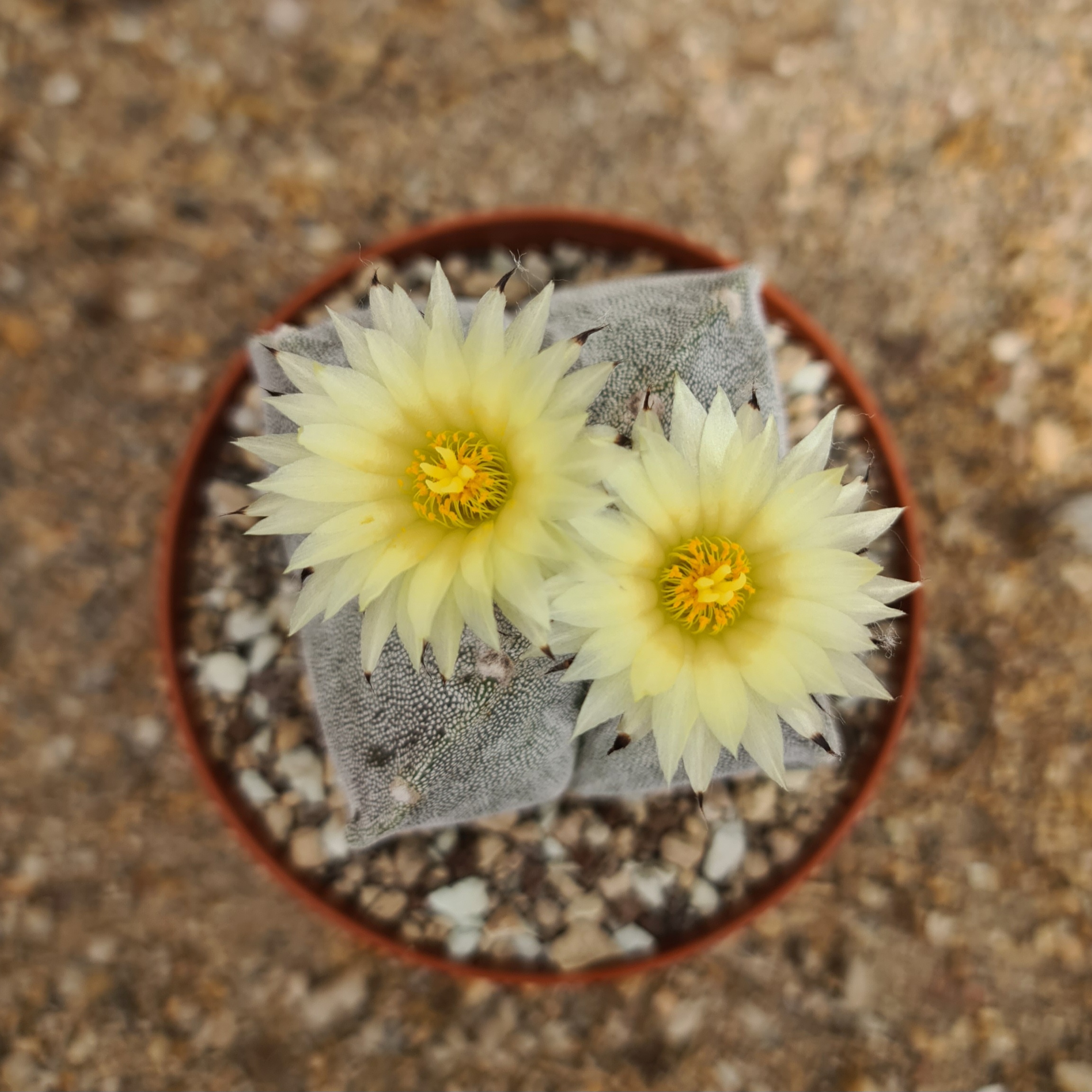 Astrophytum myriostigma quadricostatum 'Bischofsmütze'