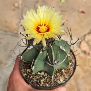 Astrophytum capricorne ssp. niveum f. nudum