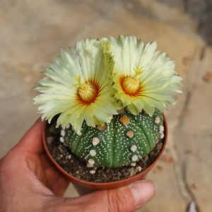 Astrophytum asterias hybride
