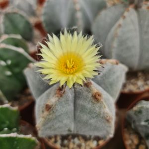 Astrophytum myriostigma
