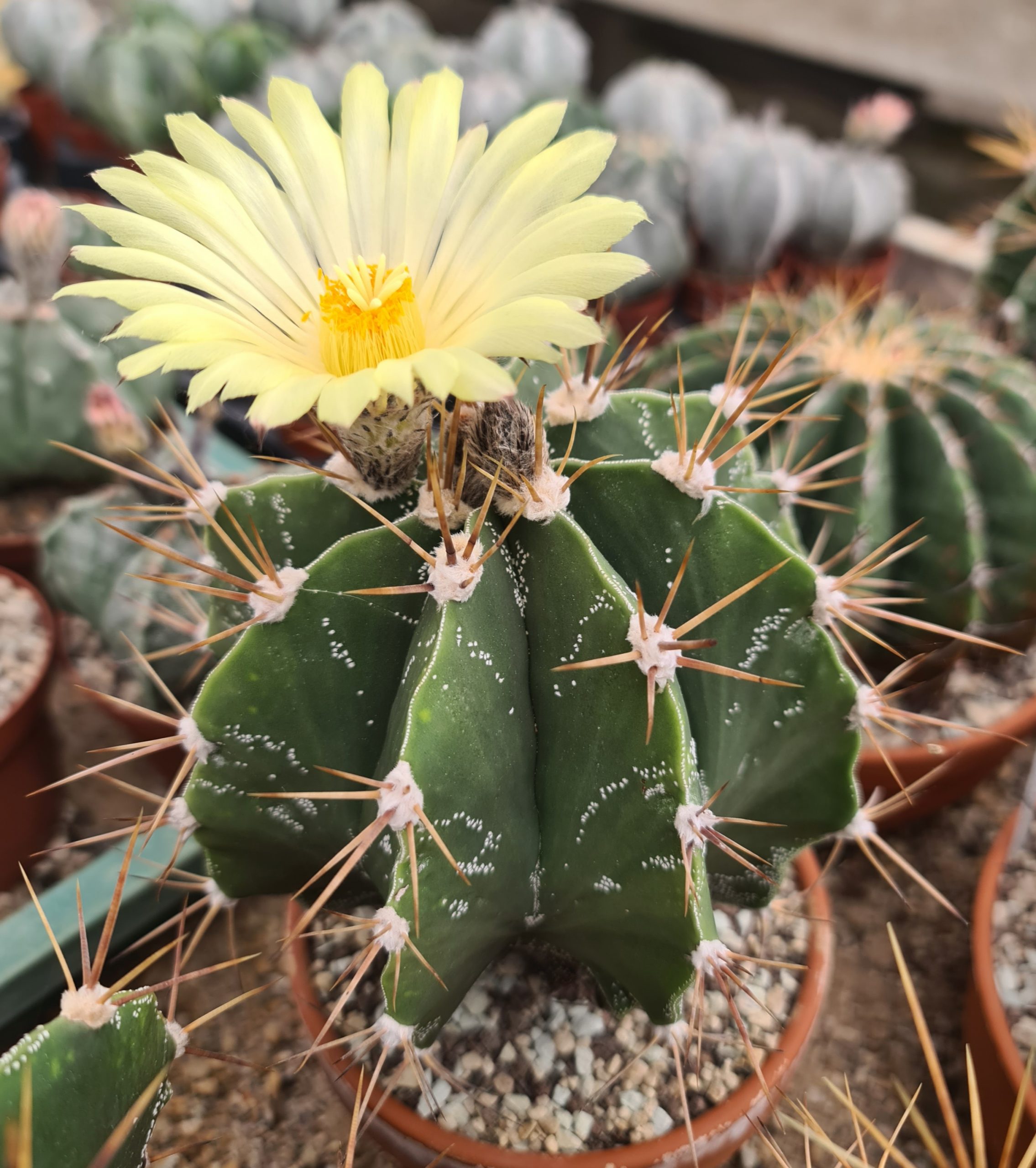 Astrophytum ornatum