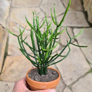 Euphorbia tirucalli
