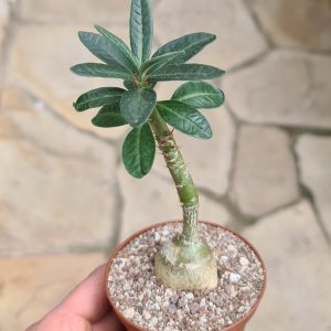 Pachypodium succulentum