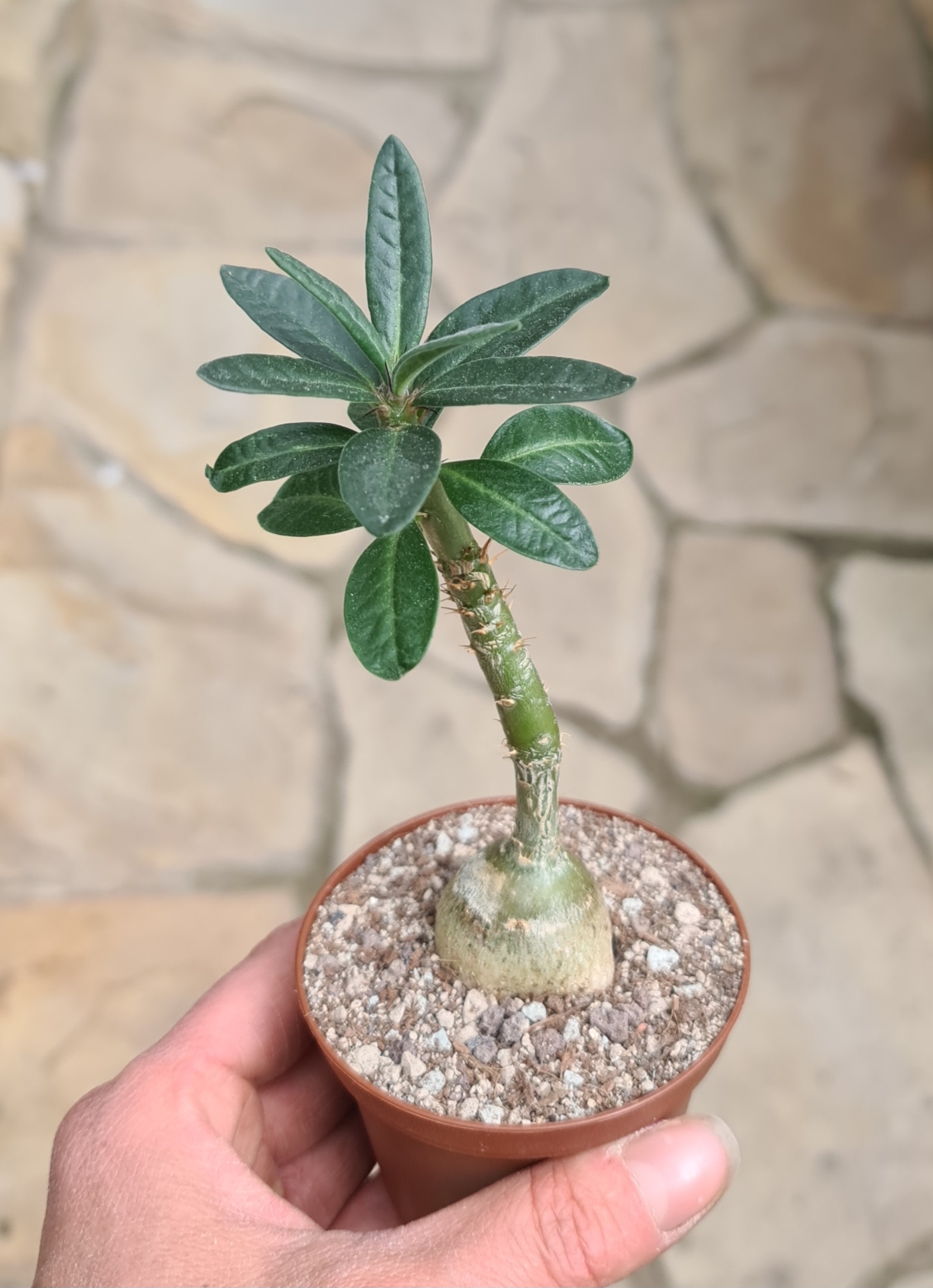 Pachypodium succulentum