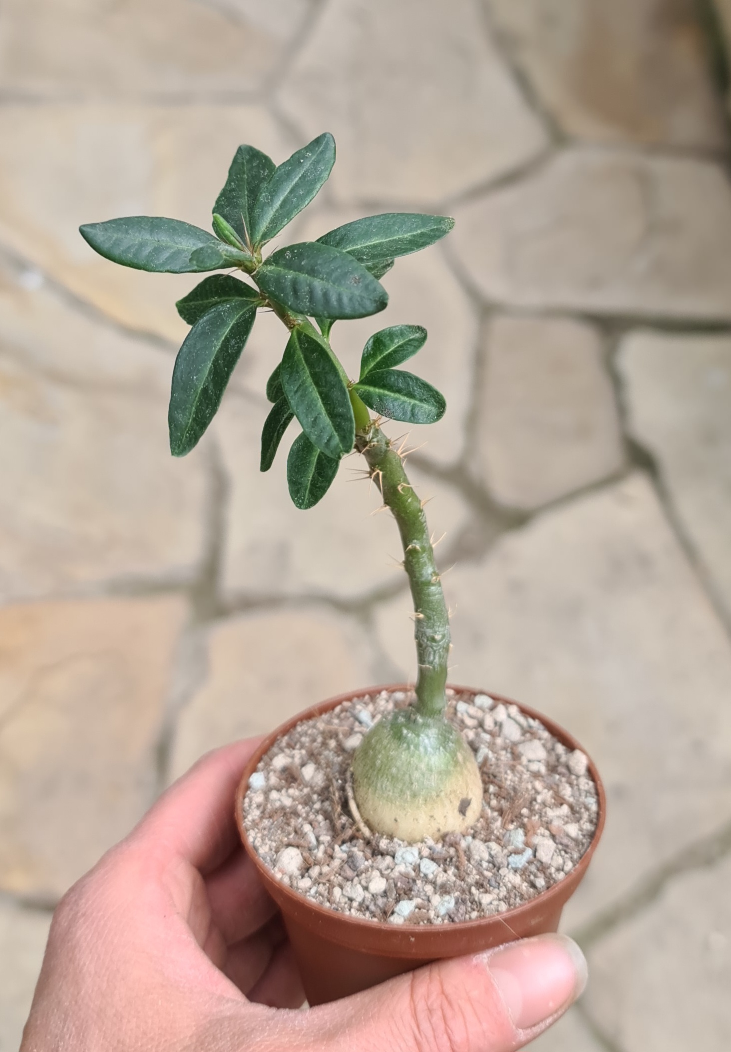 Pachypodium succulentum