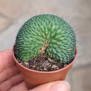 Mammillaria spinosissima un pico cristata