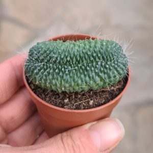 Mammillaria spinosissima un pico cristata