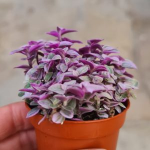 Tradescantia fluminensis