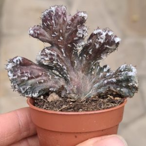 Monvillea spegazzinii cristata