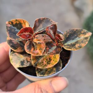 Peperomia metallica "Creme Brulee"