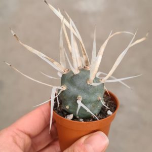 Tephrocactus articulatus v. papyracanthus