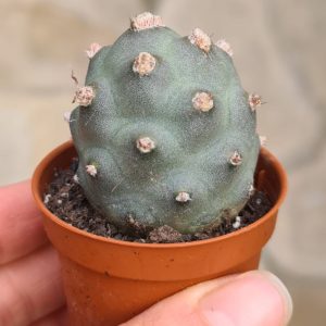 Tephrocactus articulatus