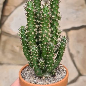 Cylindroopuntia subulata