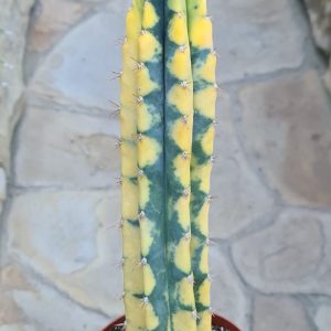 Trichocereus pachanoi variegata