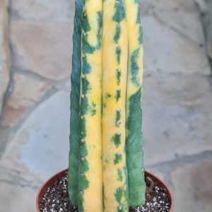 Trichocereus pachanoi variegata