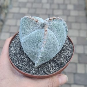Astrophytum myriostigma tricostatum