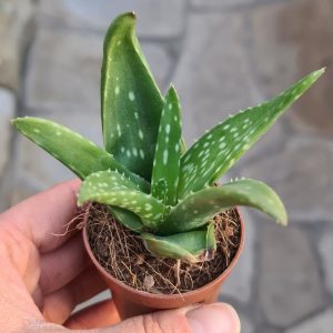 Aloe Vera