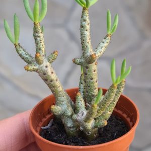 Tylecodon buchholzianus